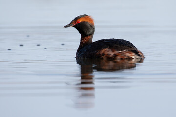 Horned grebe in a pond - Suomenoja, Espoo, Finland