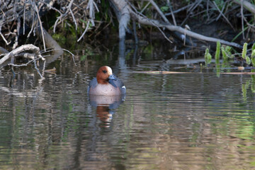 Male Eurasian wigeon swimming on a small river