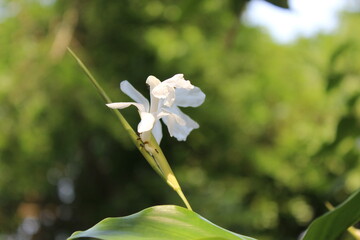 Random Flower in the field of Bangladesh