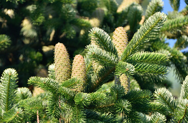 fir cones, standing upright on green twigs          