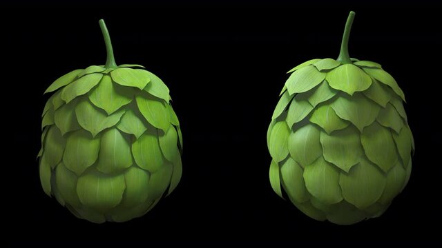 Hops vegetable two angle animation swing loop realistic with 3d rendering include alpha path.
