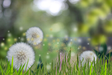 natura con fiori selvatici © emily