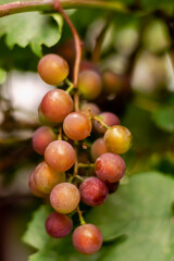 A branch of ripening grapes against the background of the lush green foliage of the vineyard.