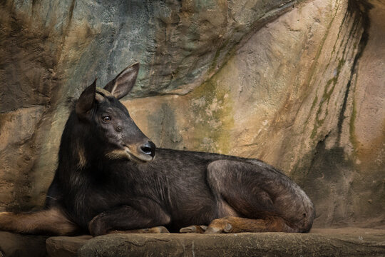 The serow