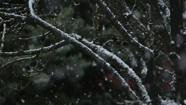 Slow motion snowflakes falling on naked tree branches