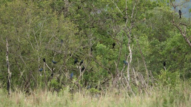 Flock of African Starlings mob raptor to intimidate it away from nests