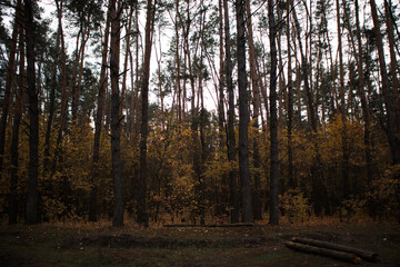 Obraz premium sun rays in the forest