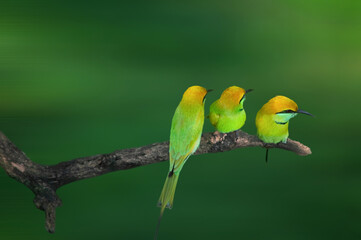 Three green bee eaters sitting on a branch of a tree.