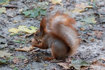 squirrel eating nut