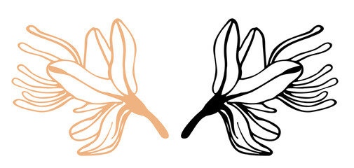 Outline drawing  single flower asphodelus asfodel side