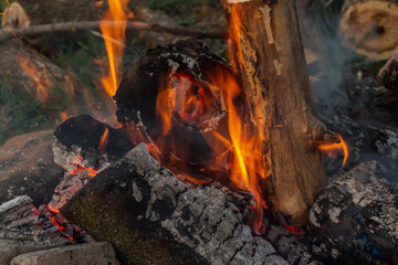campfire in the forest