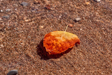 Yellow leaf in clear sea water