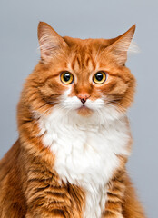 Obraz premium ginger cat looking at the camera in the studio