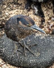 Lava heron (Butorides sundevalli) in San Cristobal, Galapagos. Lava heron is endemic to Galapagos.