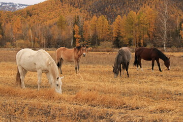 Obraz premium Horses of different colors grazing in a meadow in the autumn among the mountains.