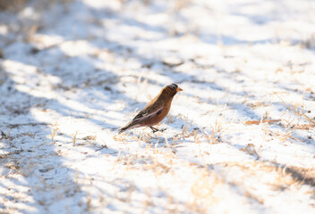 Gray-crowned Rosy-Finch (Leucosticte tephrocotis) in Winter on the Plains of Colorado