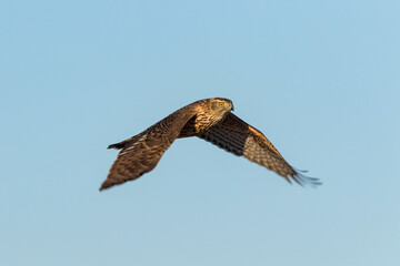 Beautiful bird of prey Northern goshawk, Accipiter gentilis in flight in Estonian nature