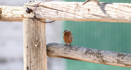 Gray-crowned Rosy-Finch (Leucosticte tephrocotis) in Winter on the Plains of Colorado