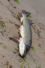 A northern pike fish on the shore after being caught