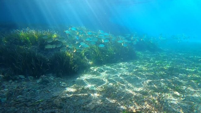 snorkel en aguas cristalinas del mar de una playa de mallorca. Concepto de verano, vaciones, relax y disfrutar