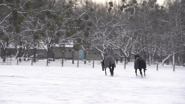 Herd of horses running in the snow