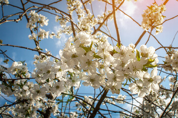 Spring background in the form of flowering tree branch with white flowers against a blue sky....