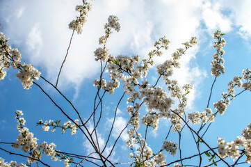 Cherry blossom in full bloom. Cherry flowers in small clusters on a cherry tree branch. A silhouette of a bee flies up to a blossoming branch. selective focus.