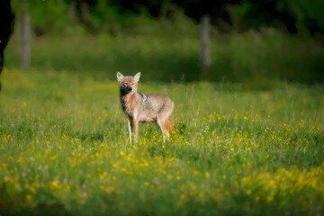Female coyote cautiously looking around