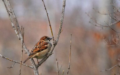 sparrow on a branch