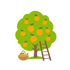 Mandarin fruits tree. Orchard orange garden harvest. Ladder and basket. Vector agriculture.