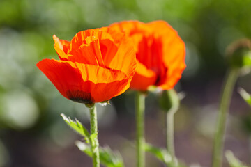 Naklejka premium Macro photo nature flowers blooming poppies. Background texture of red poppies flowers.