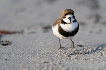 The two-banded plover (Charadrius falklandicus)