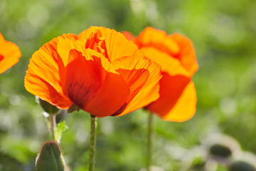 Flower poppy flowering on background poppies flowers.