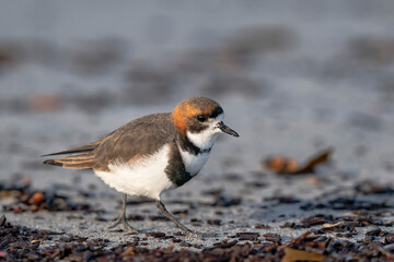 The two-banded plover (Charadrius falklandicus)