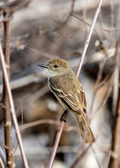 The Galapagos flycatcher, myriarchus magnirostris in San Cristobal. Also known as the large-billed flycatcher is endemic to the Galápagos Islands.