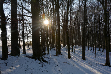 Morning sun in the forest with many snow