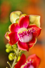Flourishing, blooming Cannonball tree flower in India