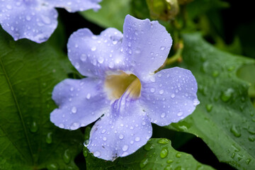Macro de uma flor roxa e amarela molhada da chuva da primavera