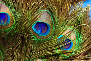 Peacock feather close up. Background, colorful, vibrant
