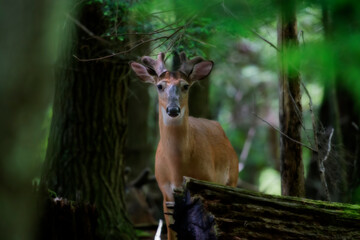 Whitetail deer with velvet antlers in woods