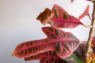 The dry tip of the croton leaf is a problem. Croton is a beautiful tropical plant with colorful leaves. © galliina