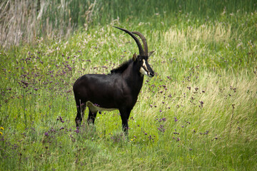 Captive sable antelope bull (Hippotragus niger), Fochville, Gauteng, South Africa.