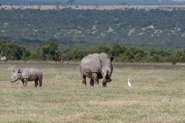 father and baby white Rhino in the Maasai Mara
