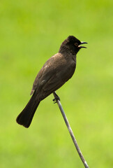 Singing dark-capped bulbul (Pycnonotus tricolor), Fochville, Gauteng, South Africa.