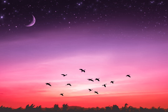 Silhouette Birds Flying In Sky At Night