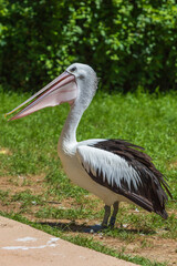 A large black and white bird with a large beak The Australian Pelican - Pelecanus conspicillatus - stands on a green meadow by the road.