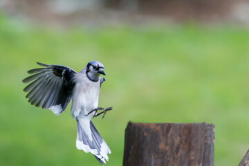 This common, large songbird is familiar to many people, Blue Jay 