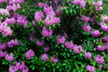 Obraz premium The rhododendron bush is an attractive, blooming specimen in many landscapes 