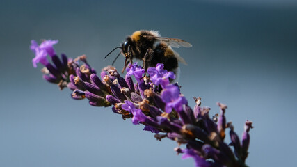 Bee on lavender in summer