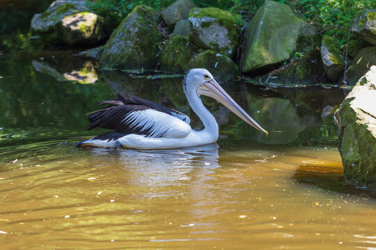 A large black and white bird with a large beak The Australian Pelican - Pelecanus conspicillatus - swims in a pond. Its image is reflected in the water.
